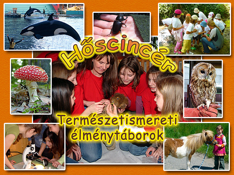 Gyermektbor ovisoknak, iskolsoknak